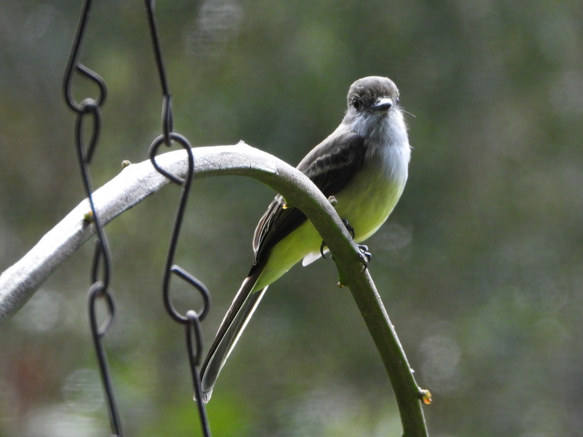 Pale-edged Flycatcher - ML647128026