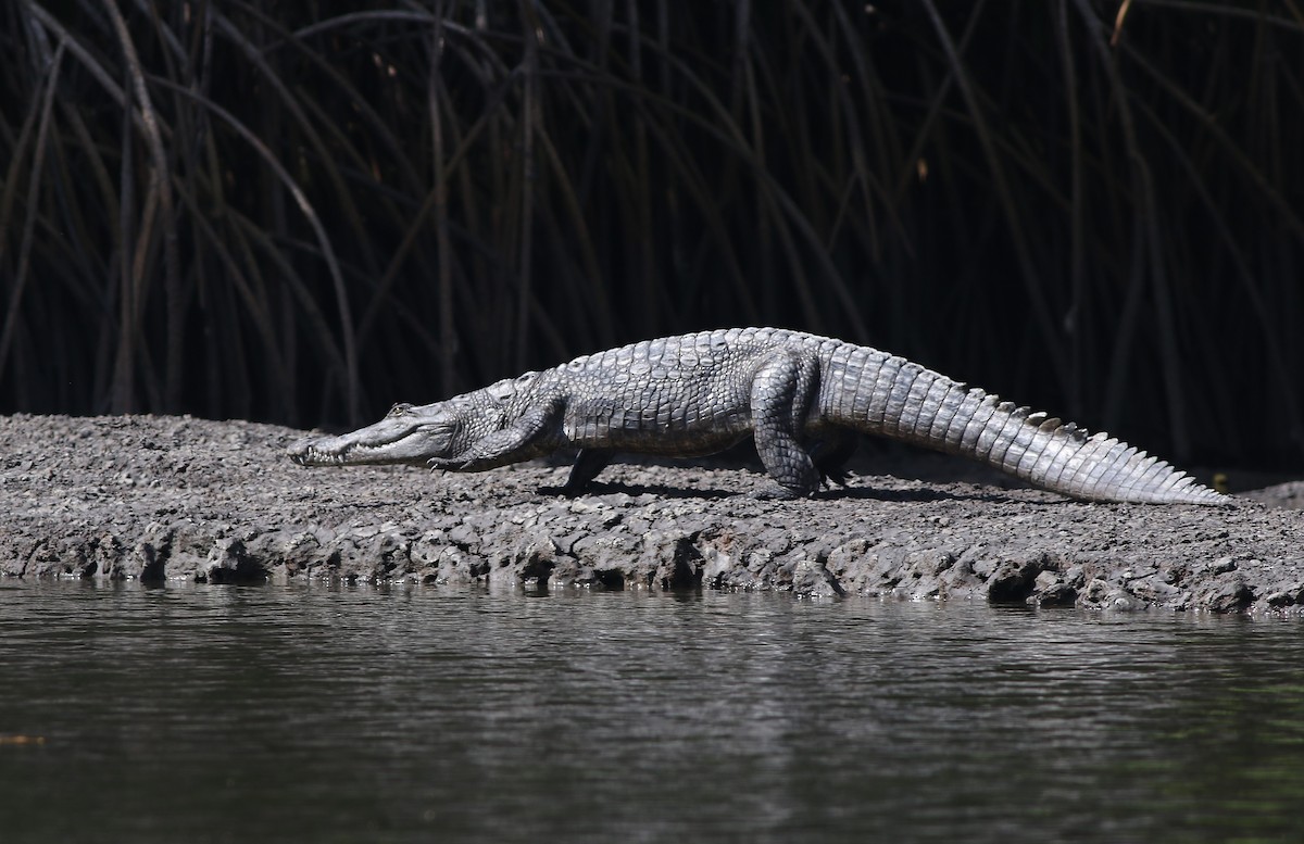 Coccodrillo del deserto - ML647128029