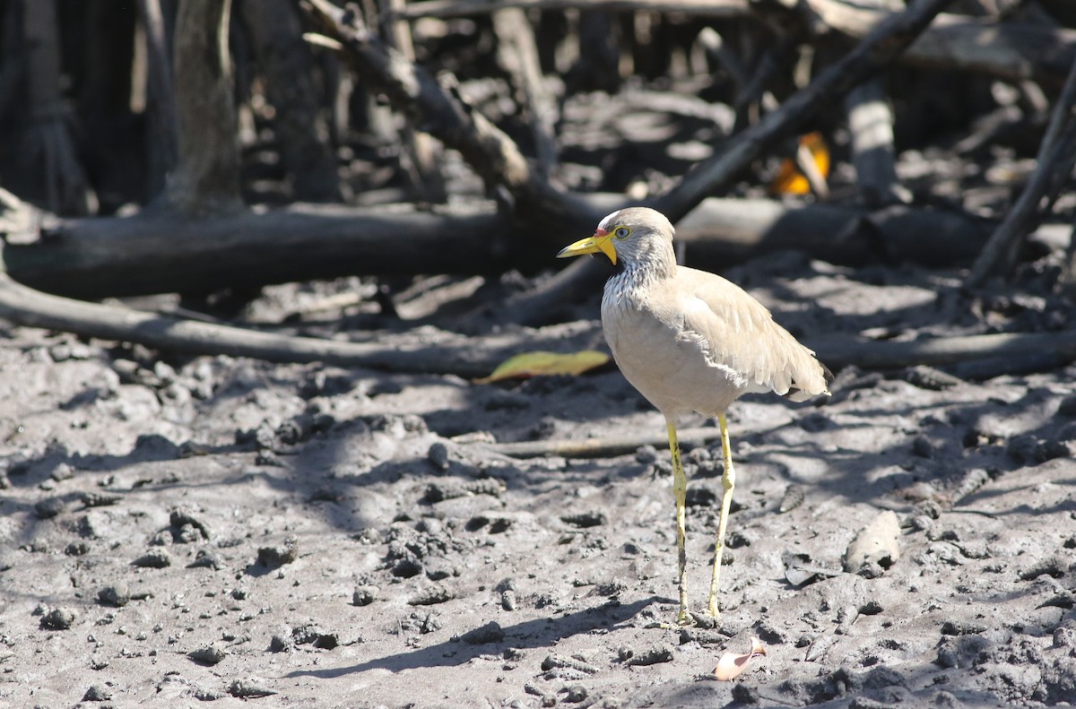 Wattled Lapwing - ML647128031