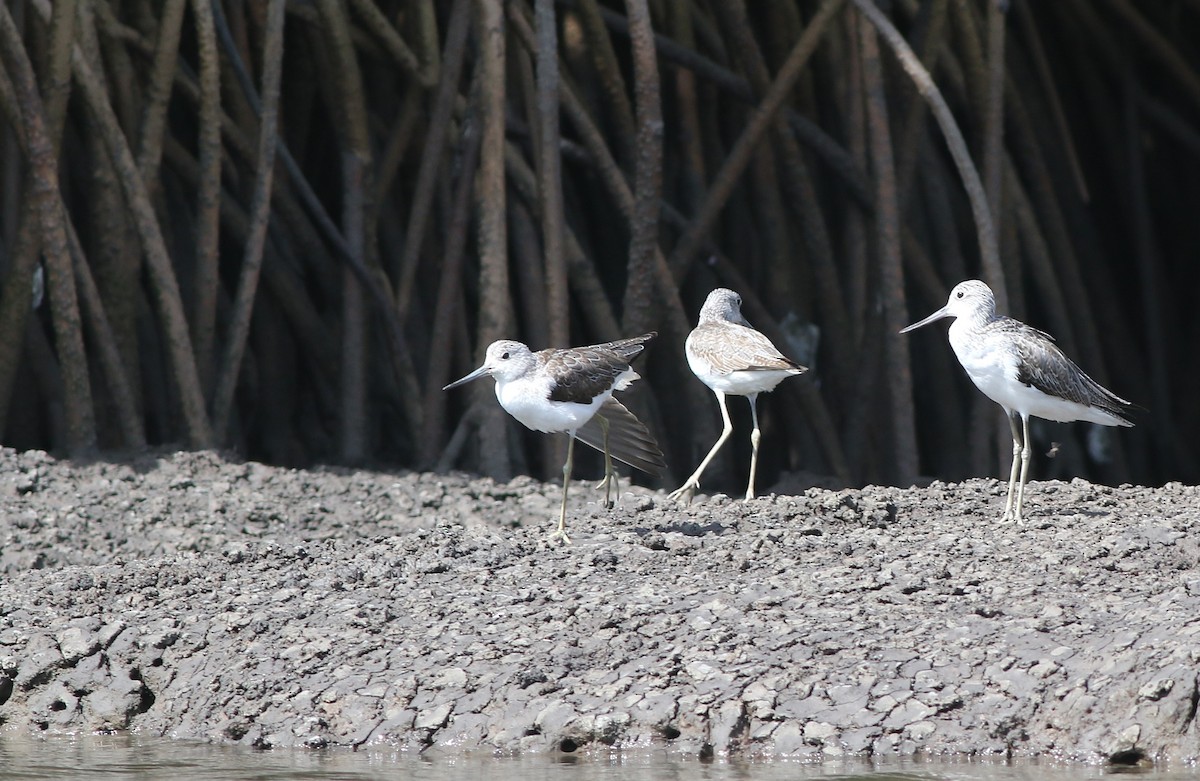 Pantana - ML647128037