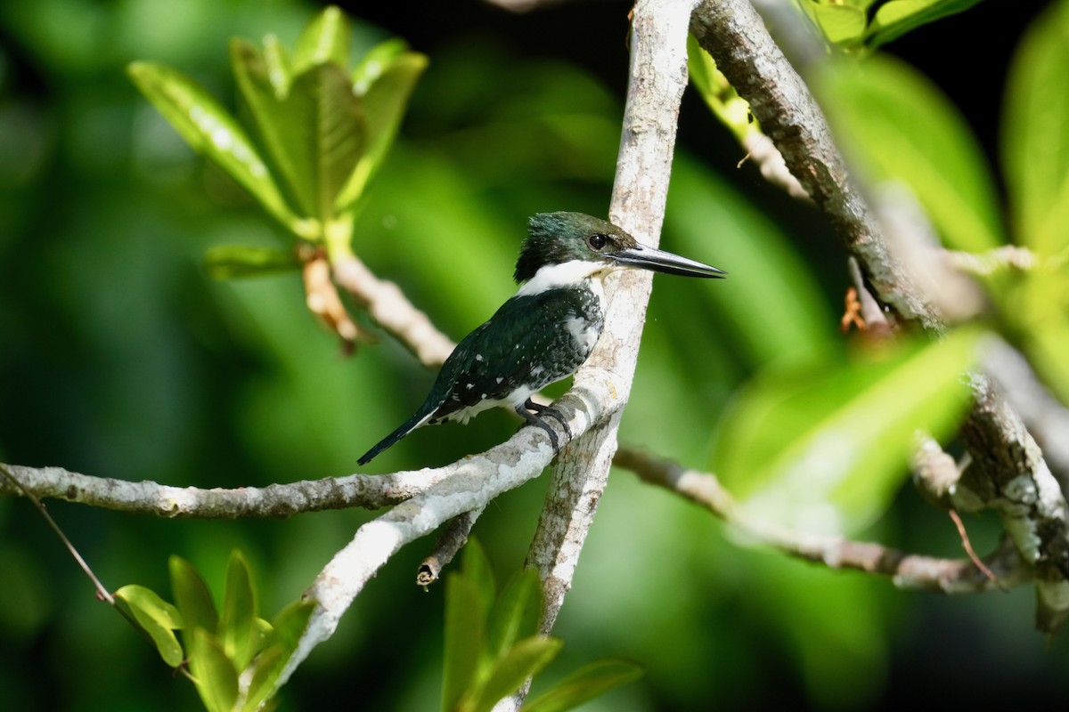 grønnisfugl - ML647128041