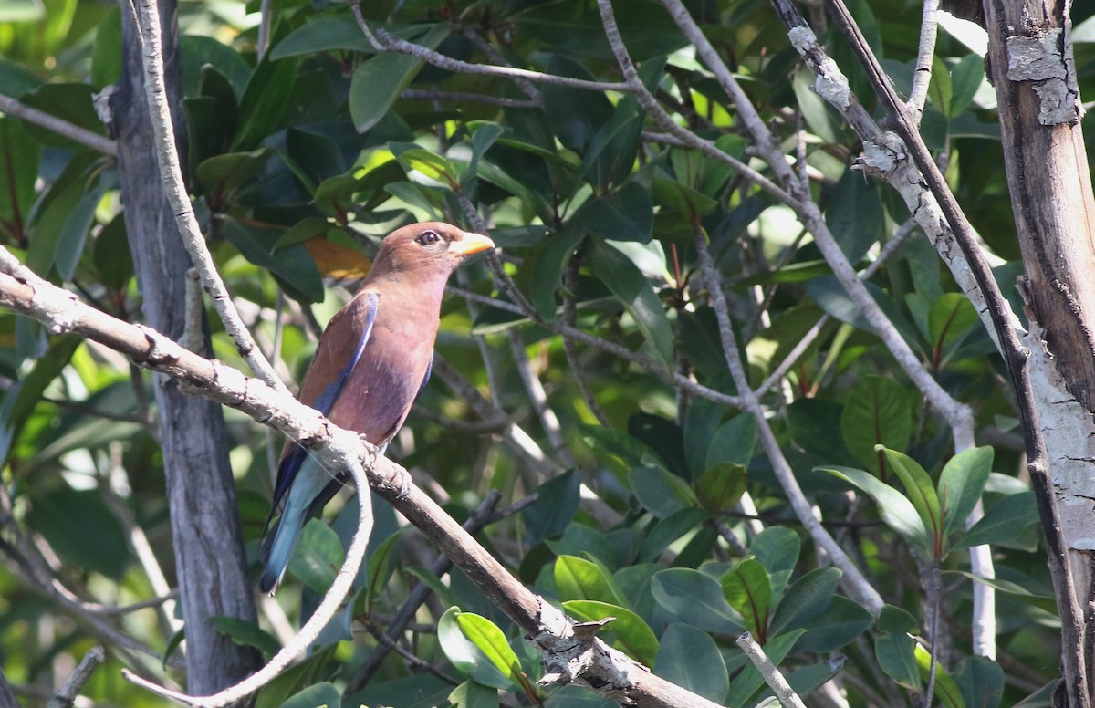 Broad-billed Roller - ML647128045