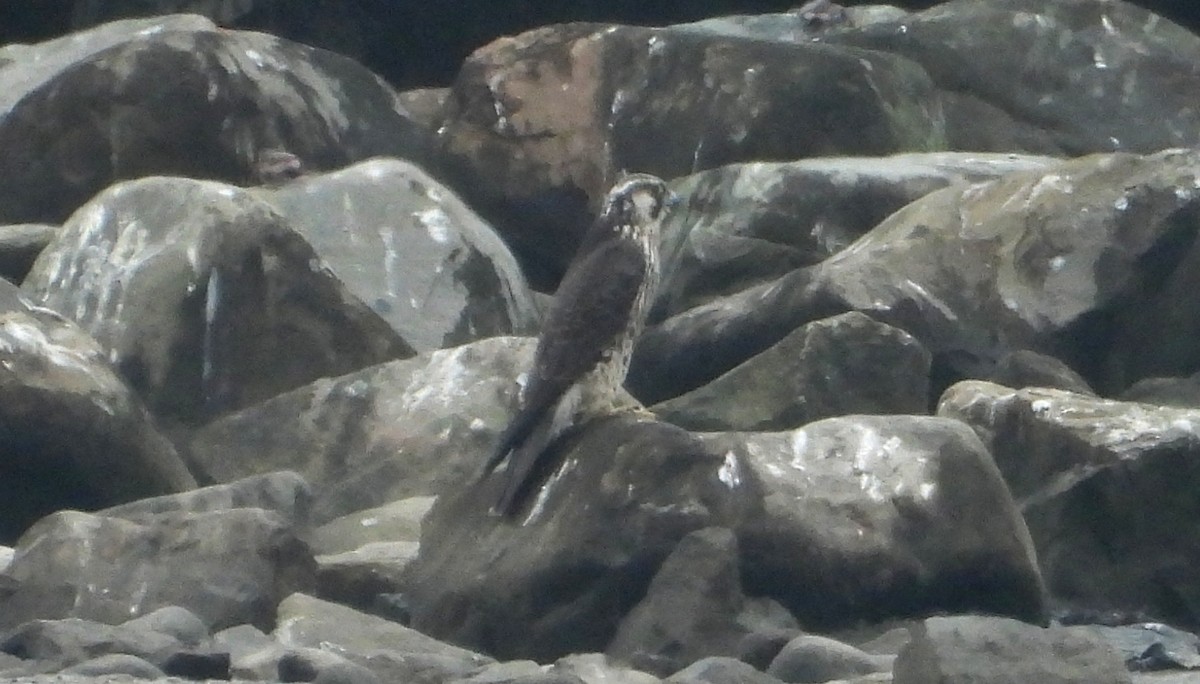 遊隼 - ML647128046