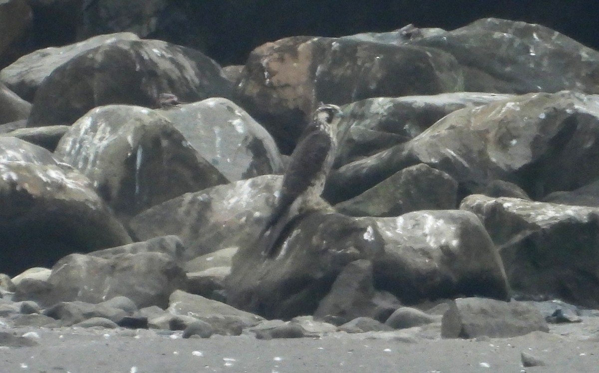 遊隼 - ML647128047