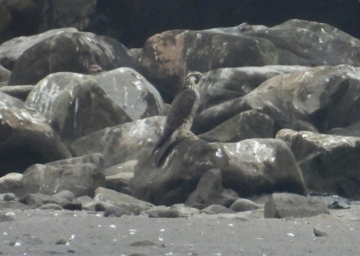 遊隼 - ML647128048