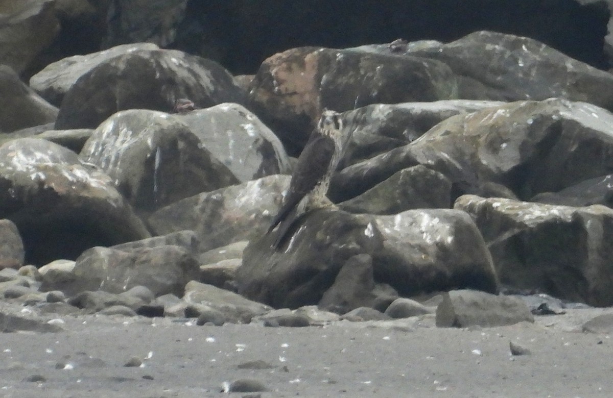 遊隼 - ML647128049