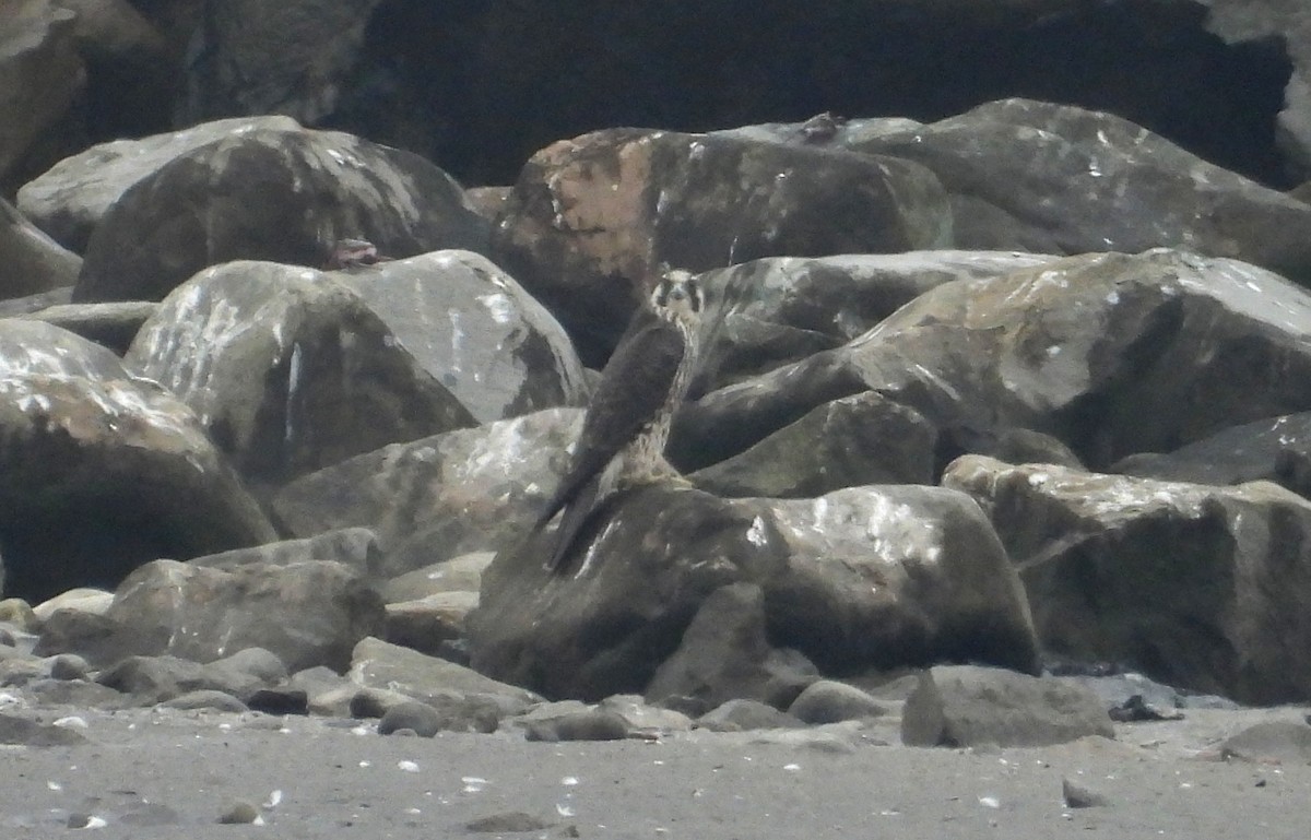 遊隼 - ML647128057