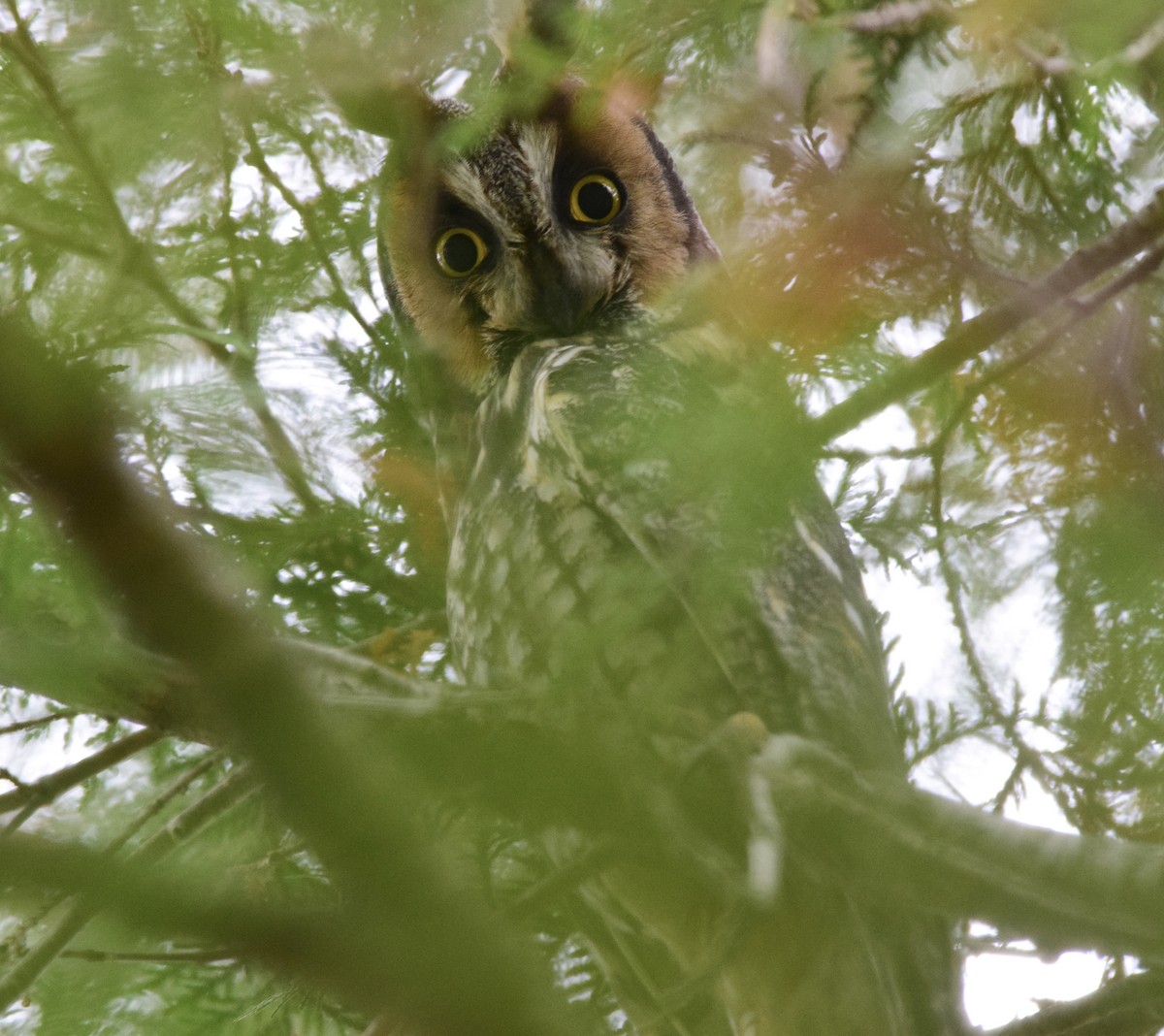 Long-eared Owl - ML647128059