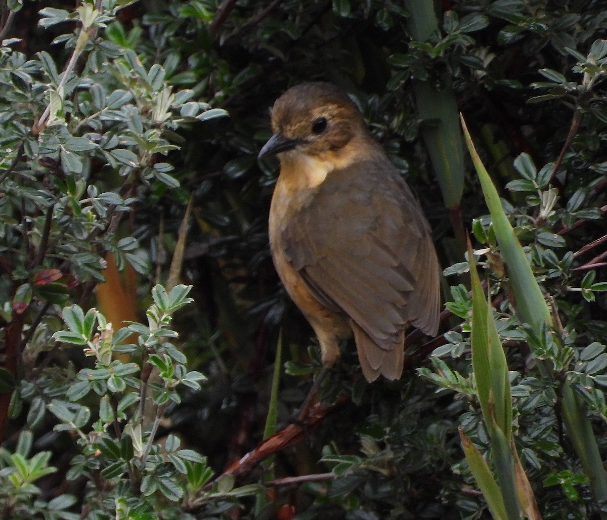 Tawny Antpitta - ML647128060