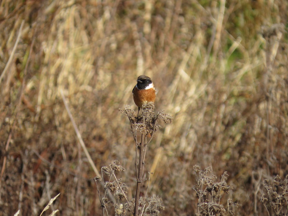 European Stonechat - ML647128067