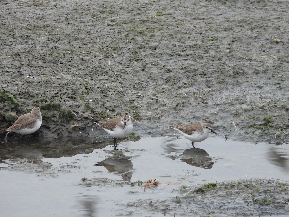 Semipalmated Sandpiper - ML647128070