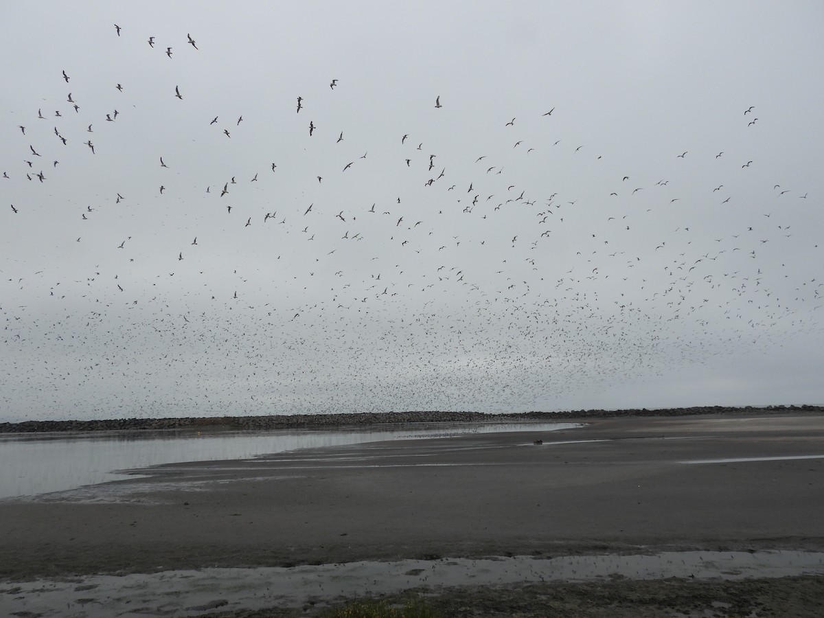 Franklin's Gull - ML647128076