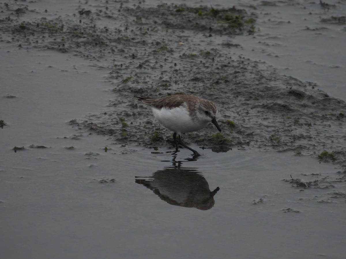 Semipalmated Sandpiper - ML647128080
