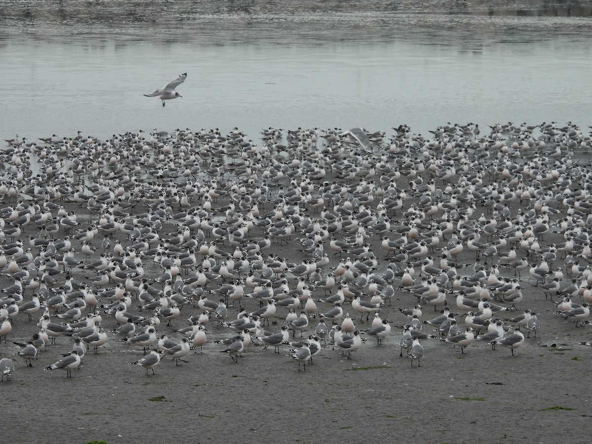 Franklin's Gull - ML647128083