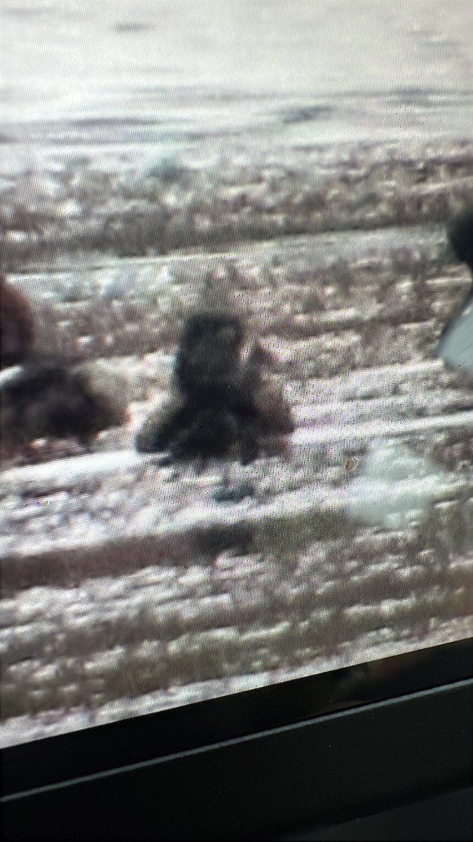 Ring-necked Duck - ML647128084