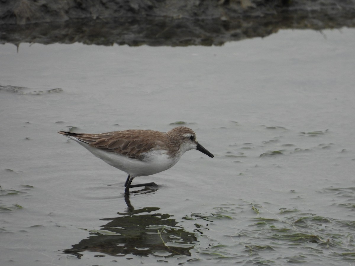 Semipalmated Sandpiper - ML647128086