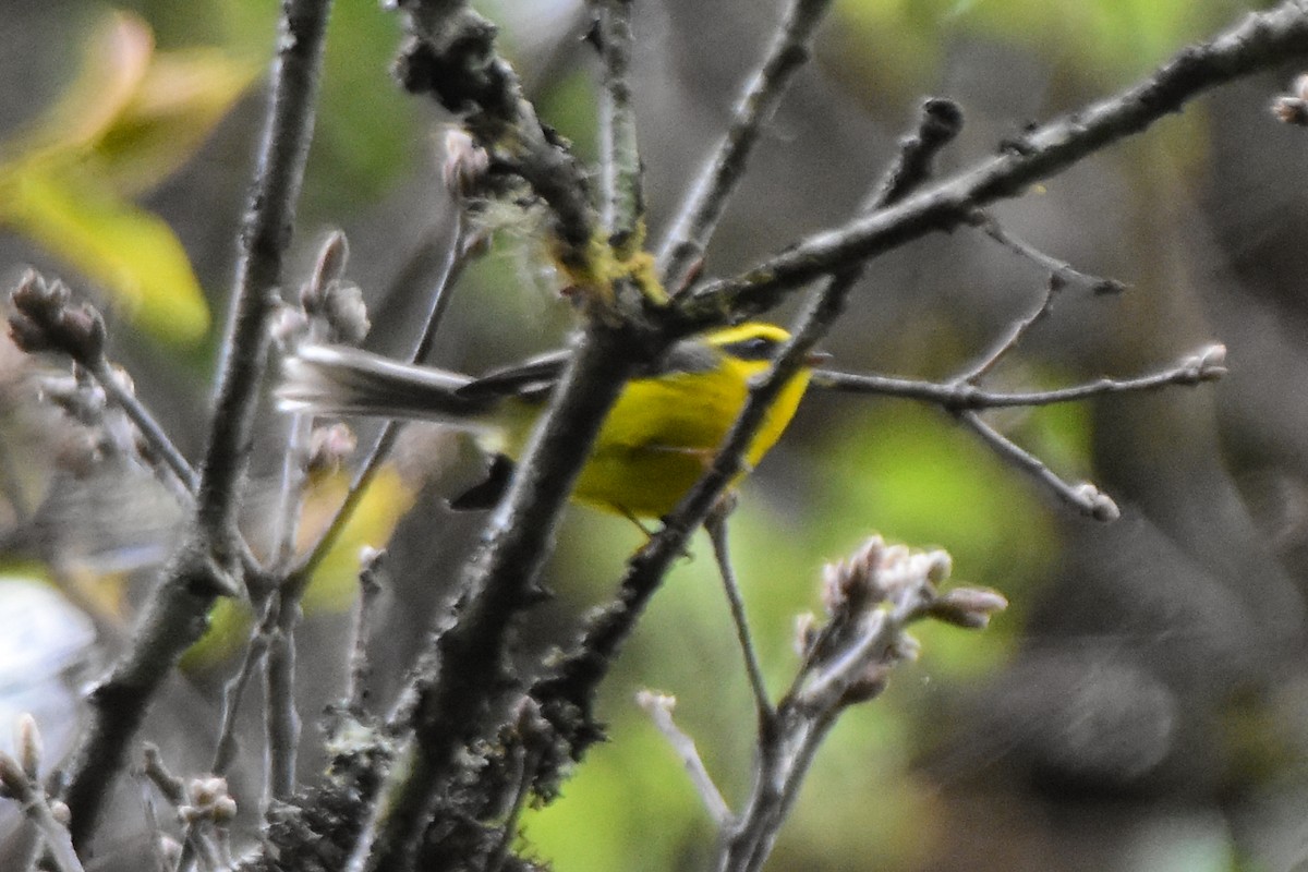 Yellow-bellied Fairy-Fantail - ML647128089