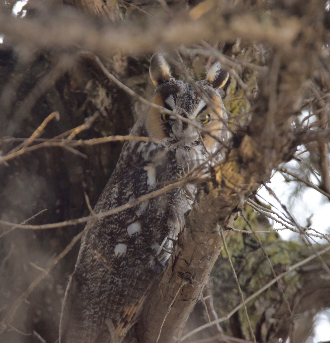 Long-eared Owl - ML647128097