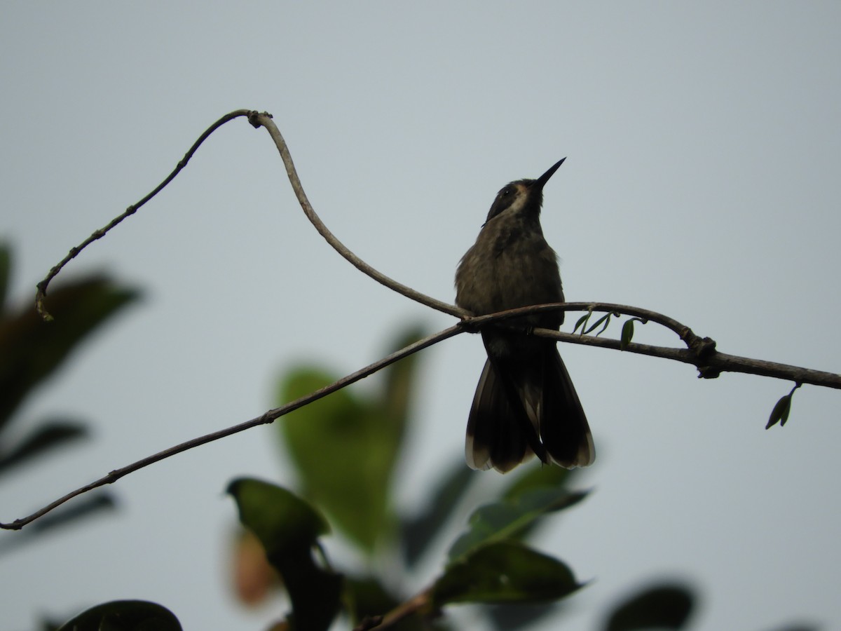 Brown Violetear - ML647128124
