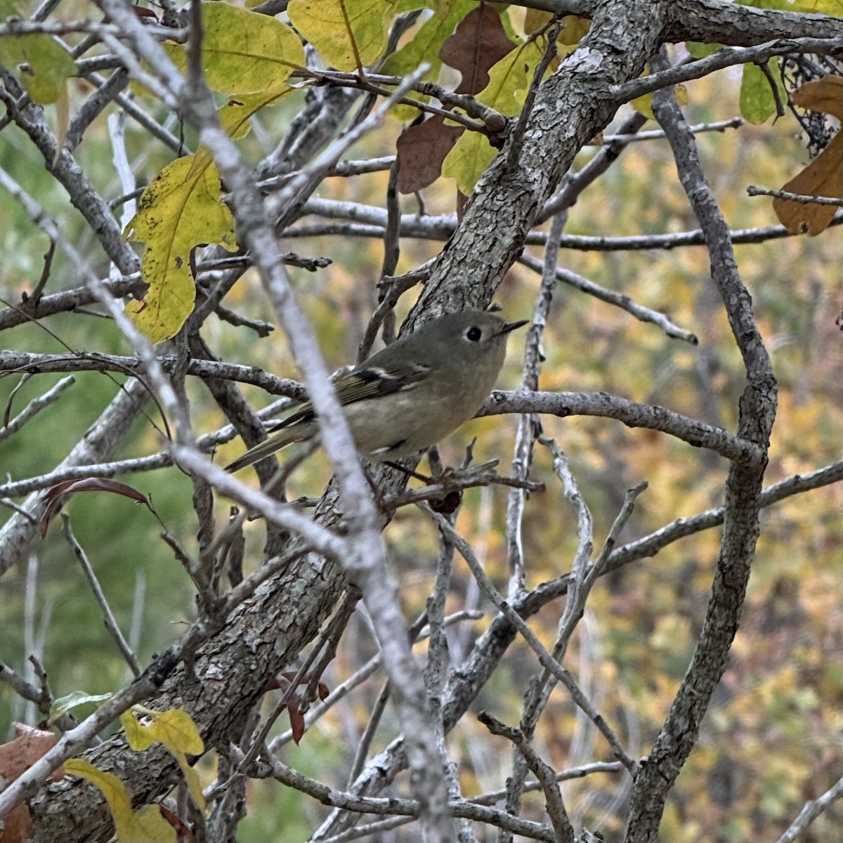 Ruby-crowned Kinglet - ML647128125