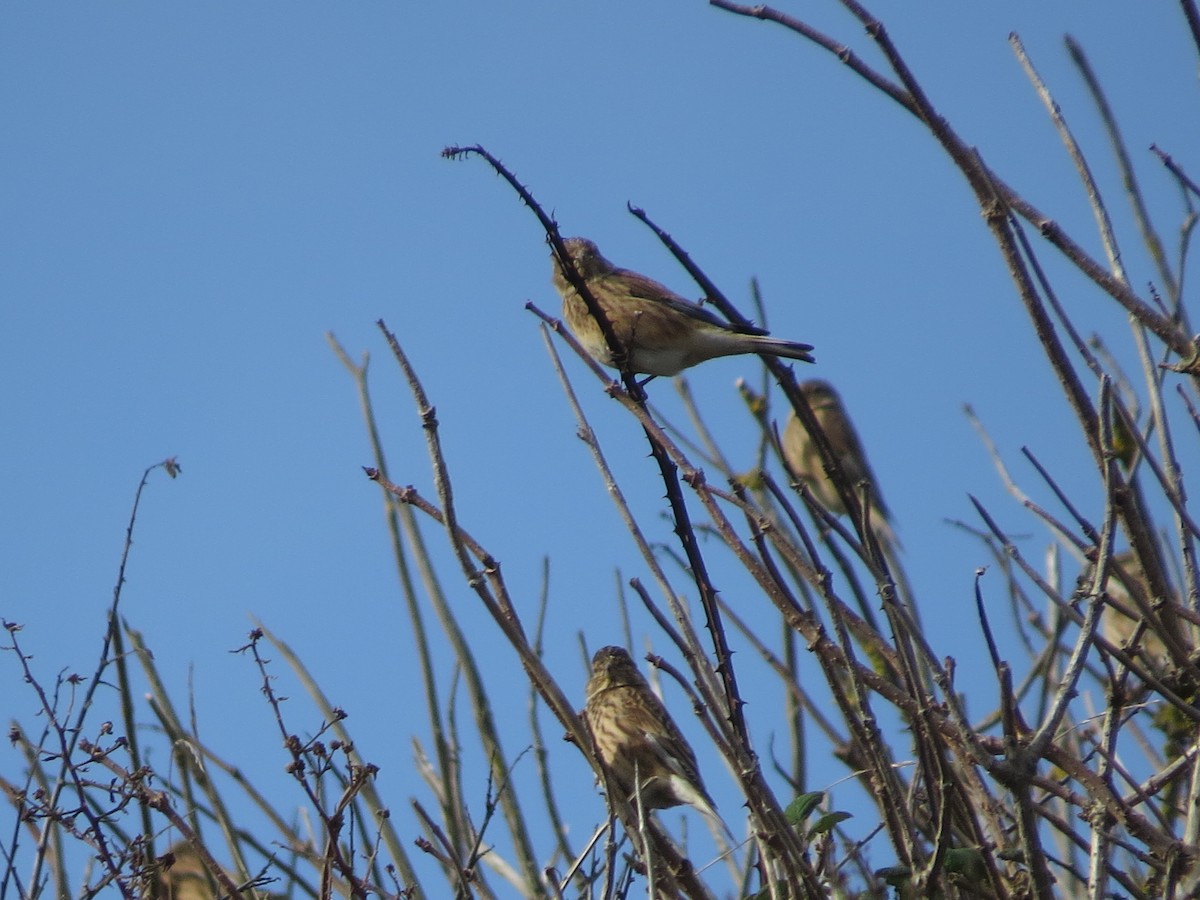 konopka obecná - ML647128130