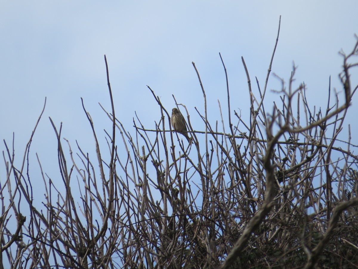 konopka obecná - ML647128131