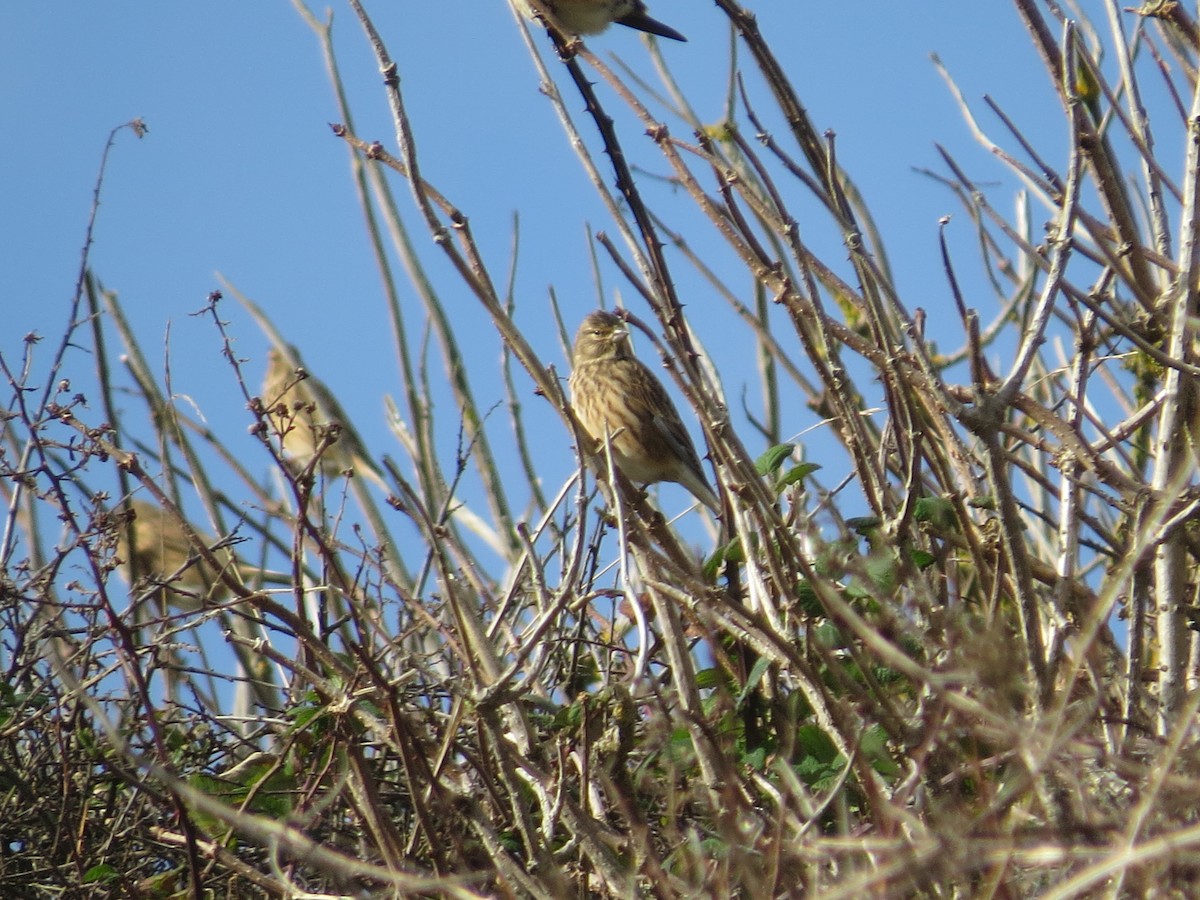 konopka obecná - ML647128132