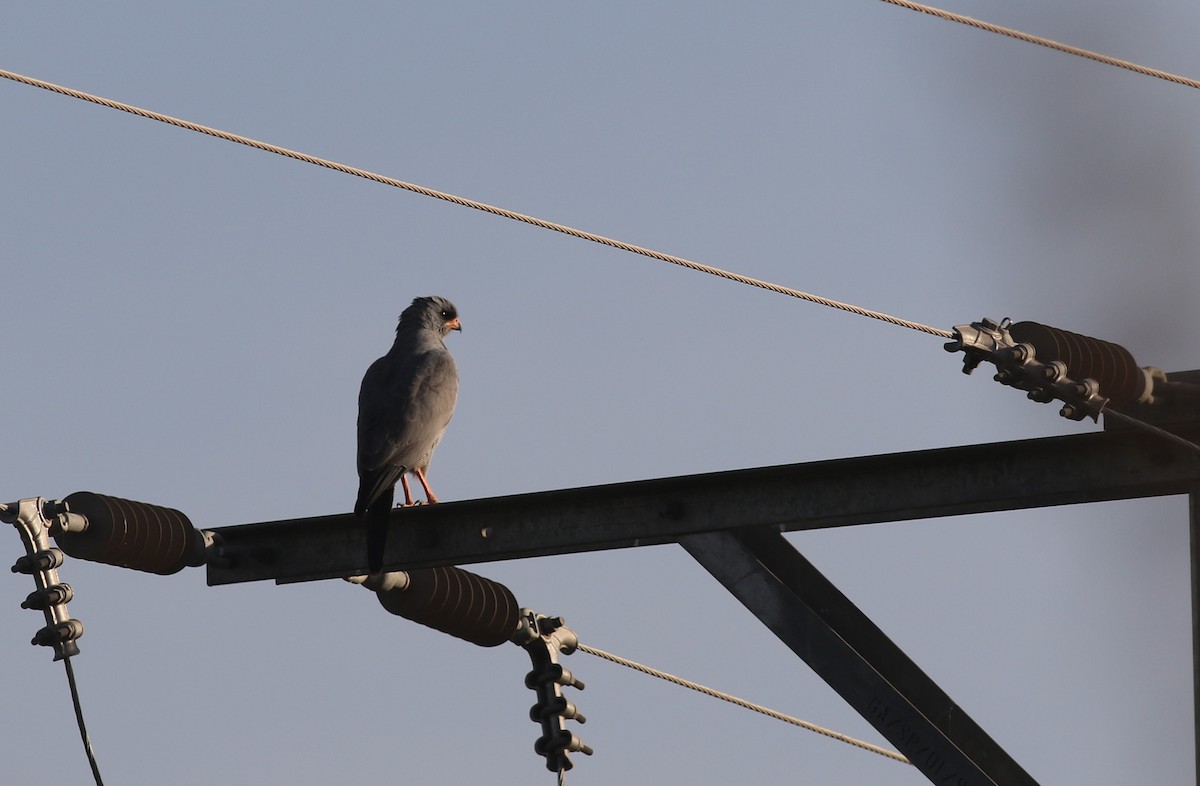 Dark Chanting-Goshawk - ML647128133