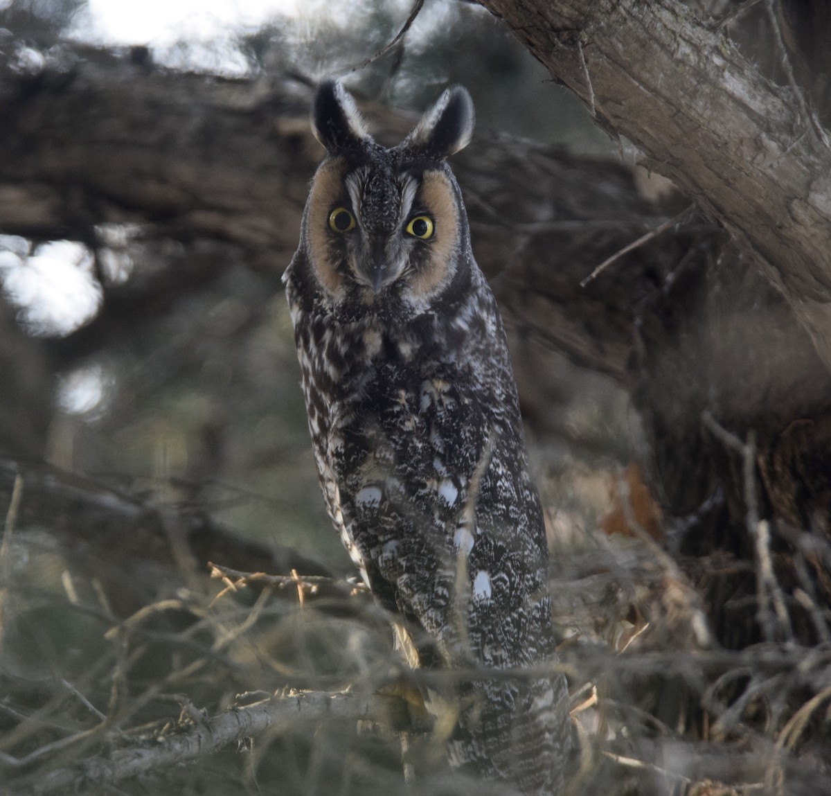 Long-eared Owl - ML647128134