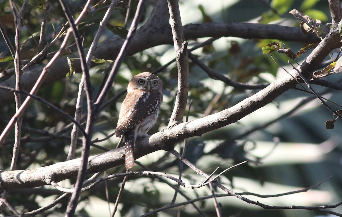 Pearl-spotted Owlet - ML647128142