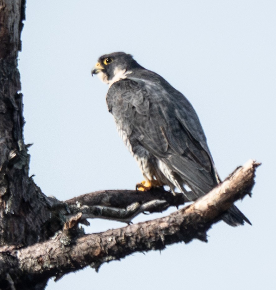 遊隼 - ML647128143