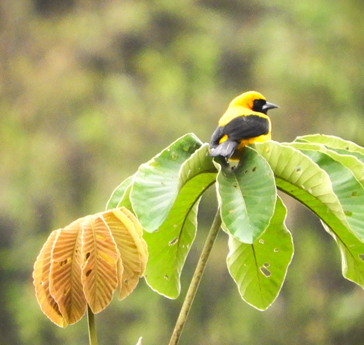 Yellow-backed Oriole - ML647128153
