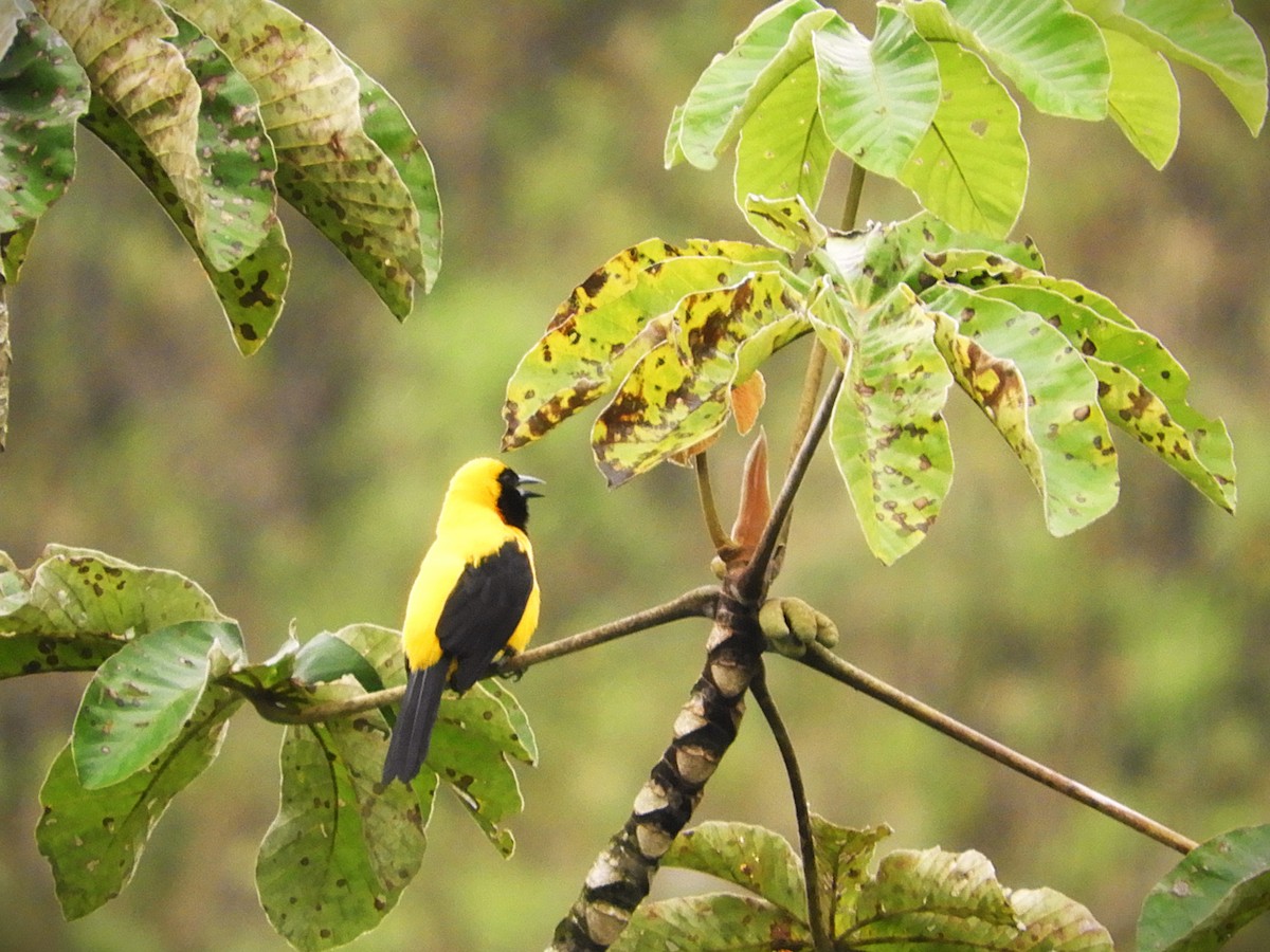 Yellow-backed Oriole - ML647128158