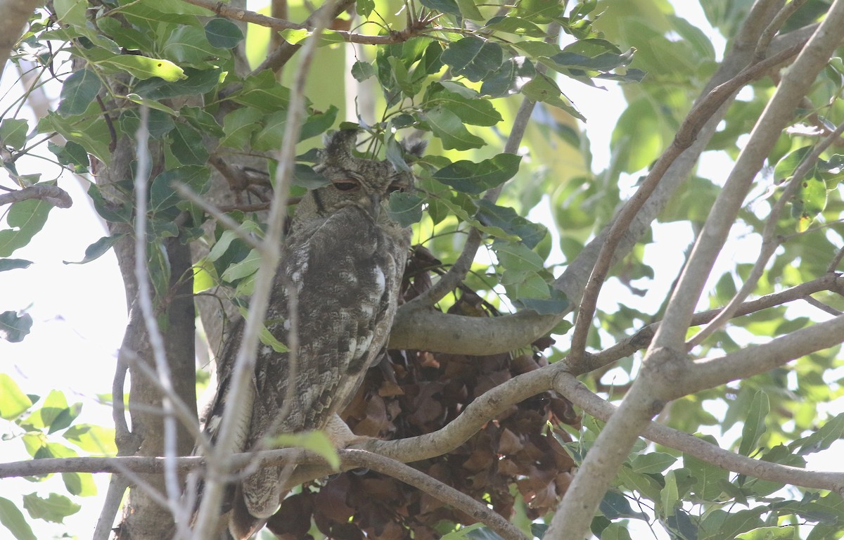Grayish Eagle-Owl - ML647128159