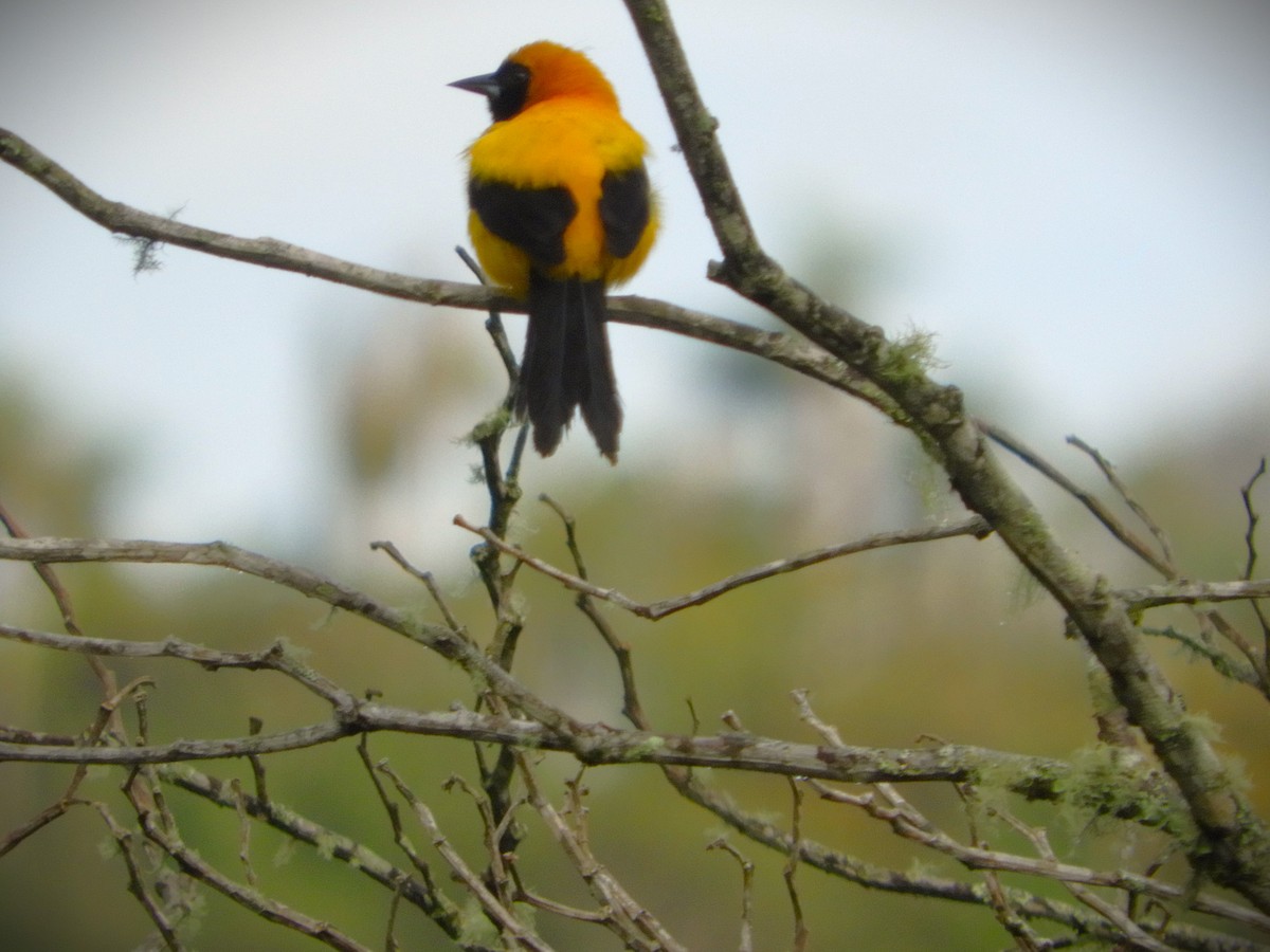 Yellow-backed Oriole - ML647128175