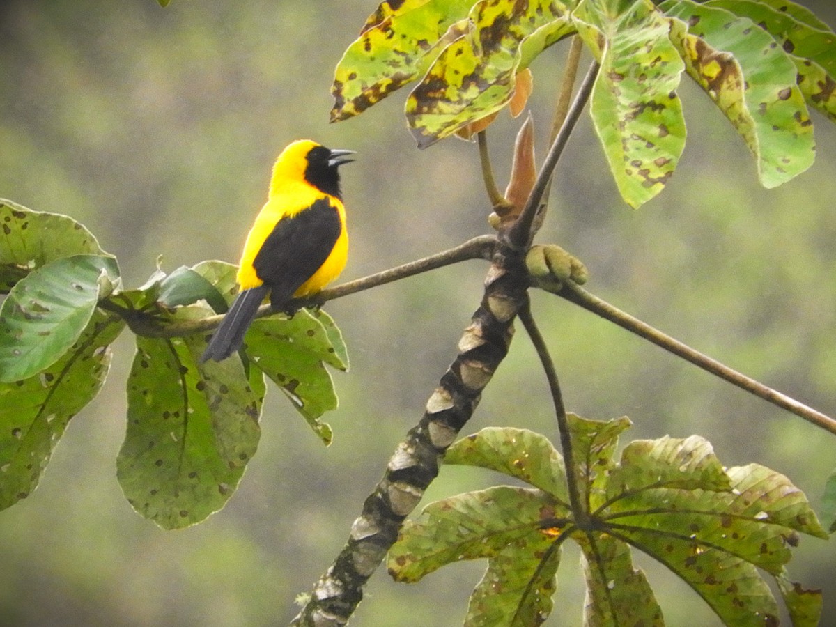Yellow-backed Oriole - ML647128181
