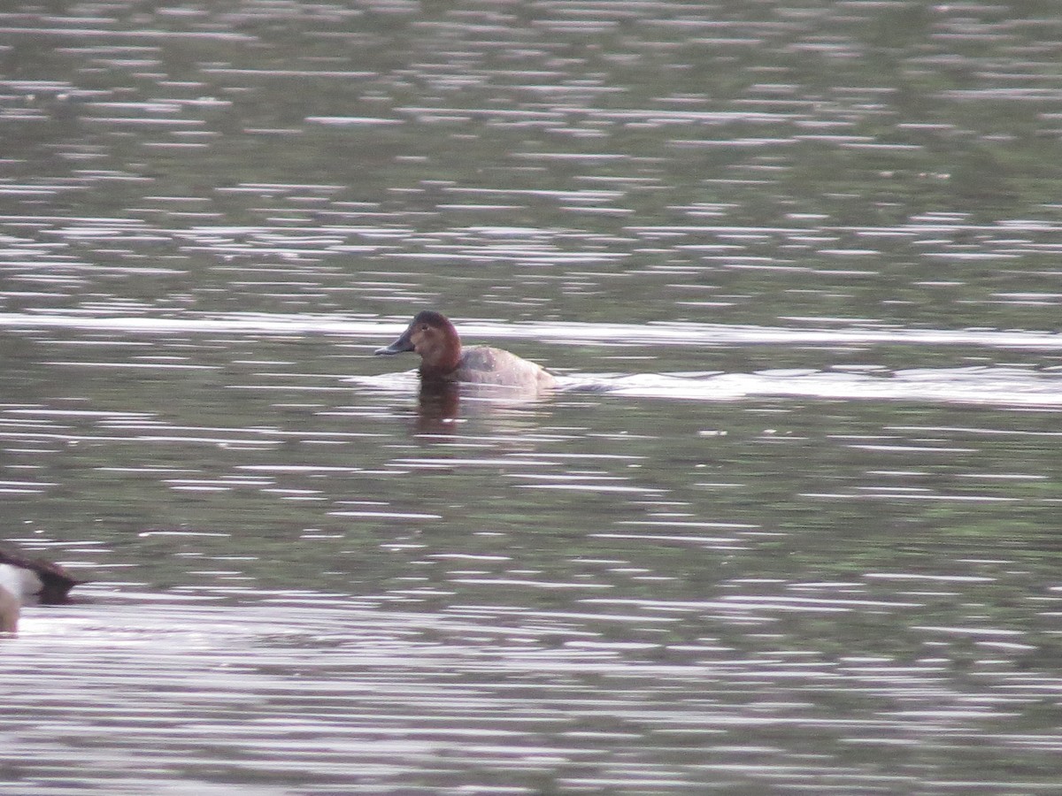 polák velký - ML647128183