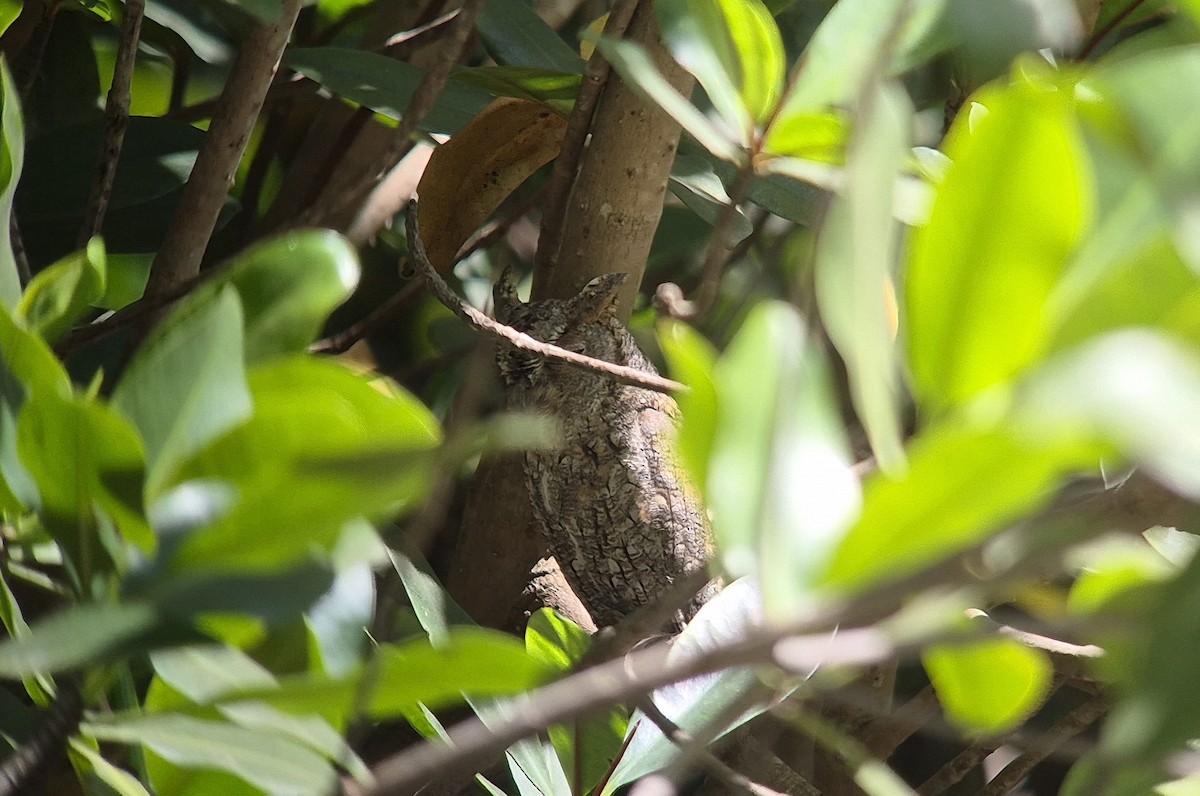African Scops-Owl - ML647128184