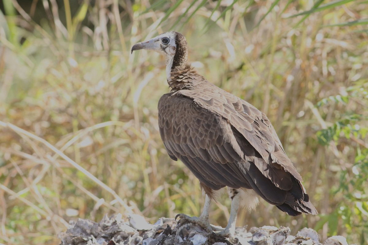 Hooded Vulture - ML647128186
