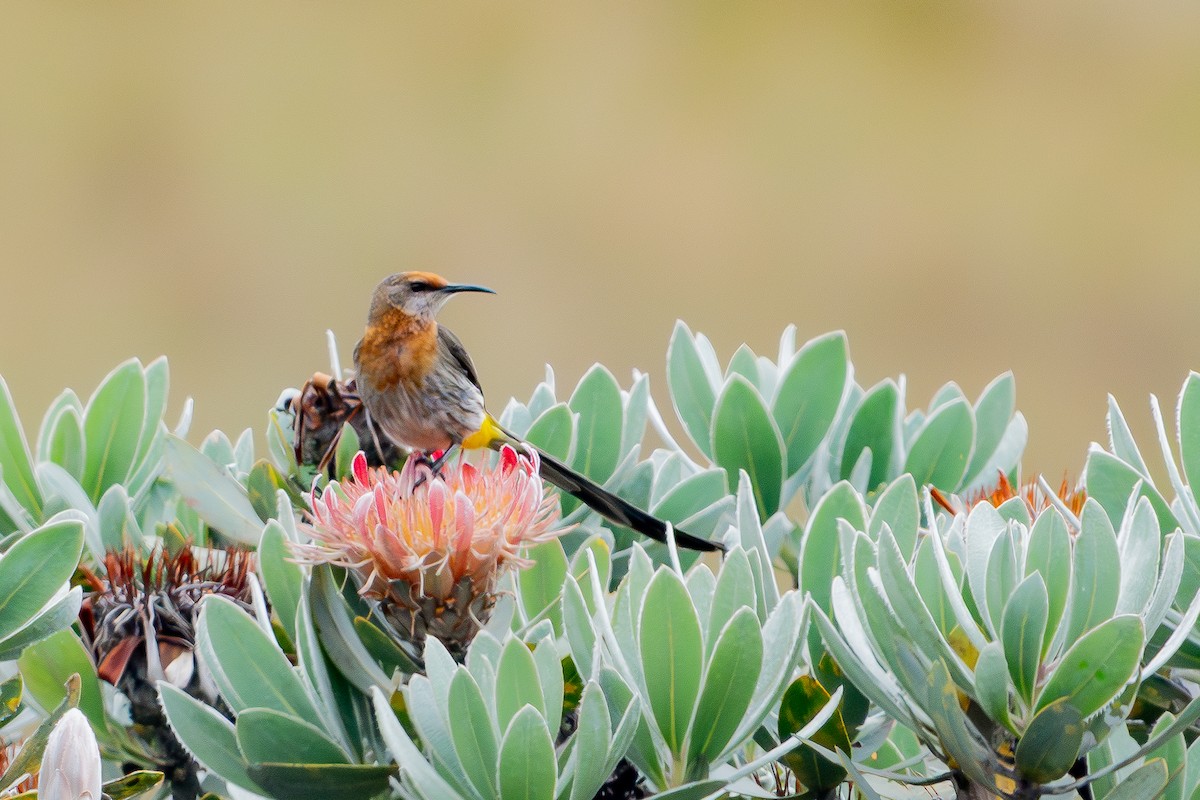 Gurney's Sugarbird - ML647128192