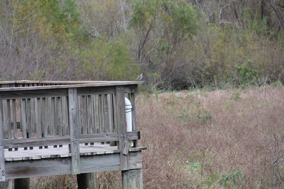 חקיינית צפונית - ML647128208