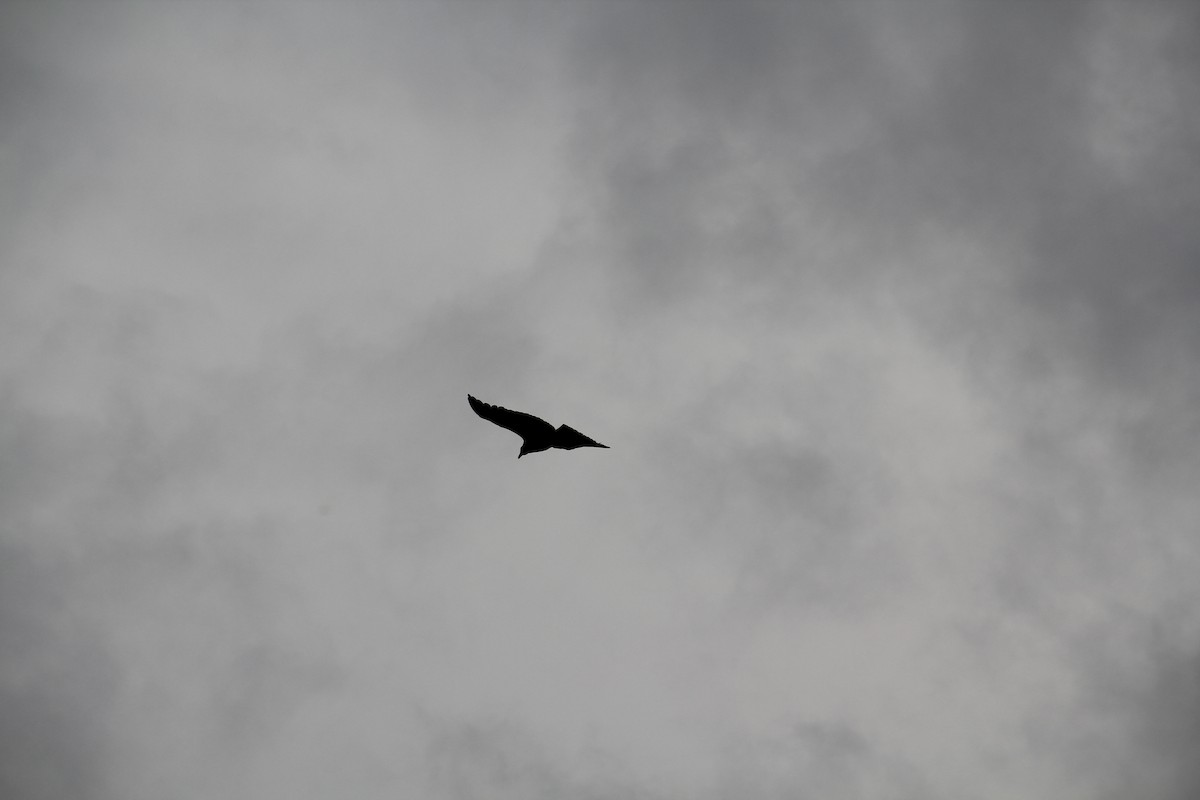 Urubu noir - ML647128209