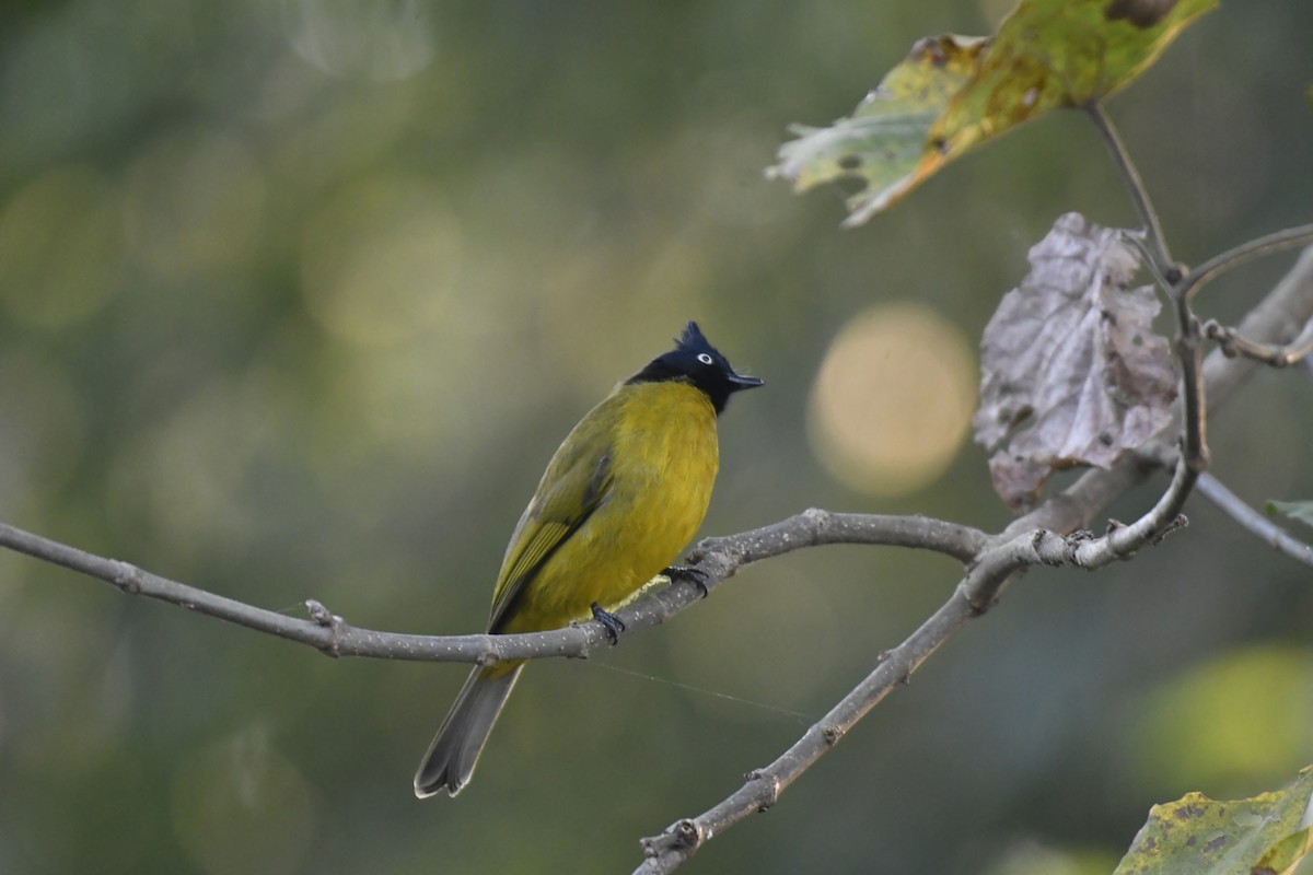 Black-crested Bulbul - ML647128218