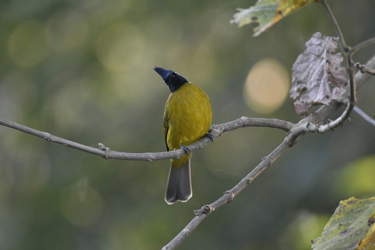 Black-crested Bulbul - ML647128219