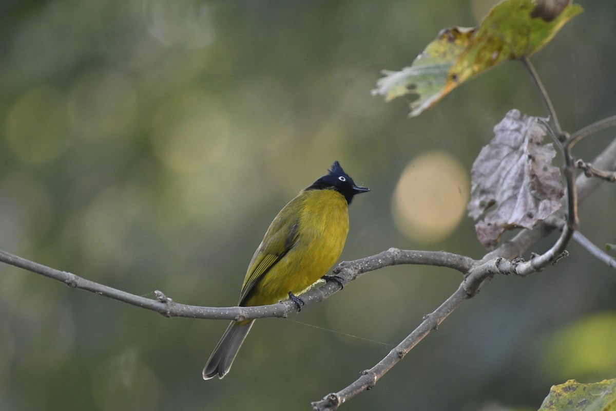 Black-crested Bulbul - ML647128220