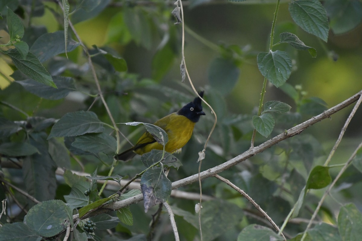 Black-crested Bulbul - ML647128221