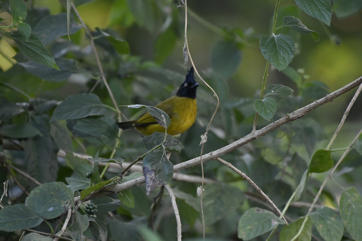 Black-crested Bulbul - ML647128222