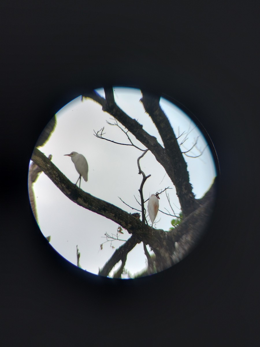 kuhegre - ML647128225