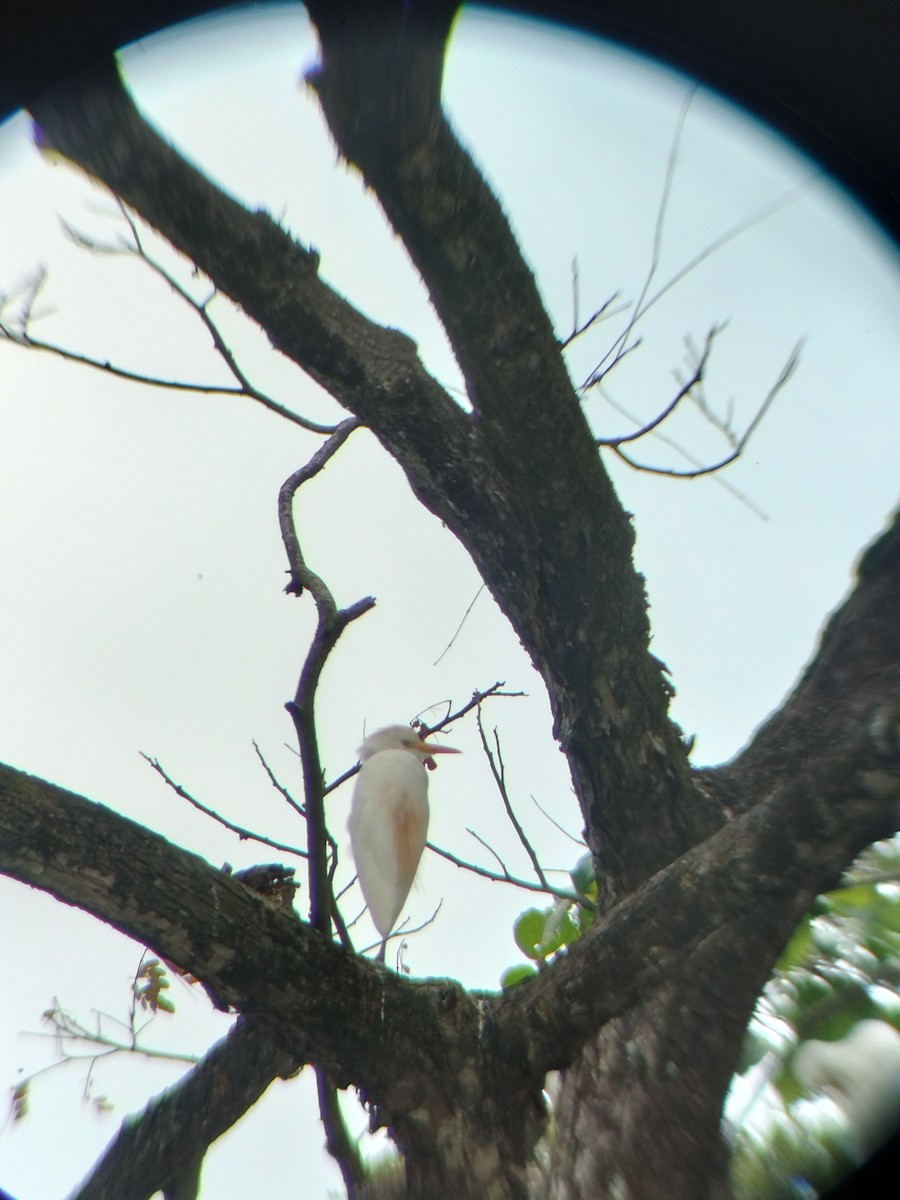 kuhegre - ML647128226