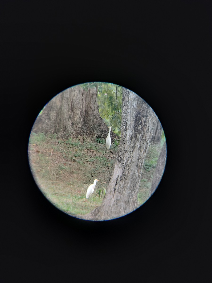 kuhegre - ML647128227